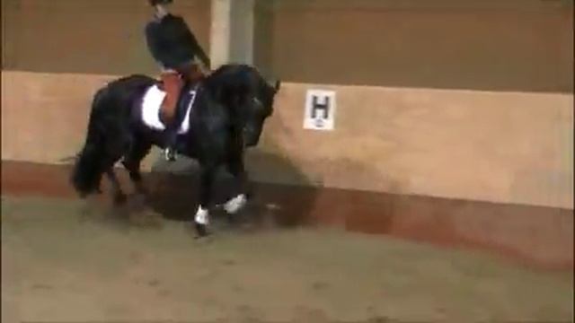 4yr old Friesian stallion Dorian Van Soma STER (dressage training, basic) смотреть онлайн
