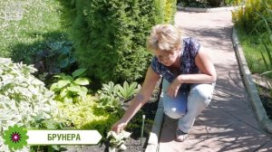 Что посадить в тени? ? Лучшие теневые растения ? видео обзор тенелюбивых растений hitsadTV