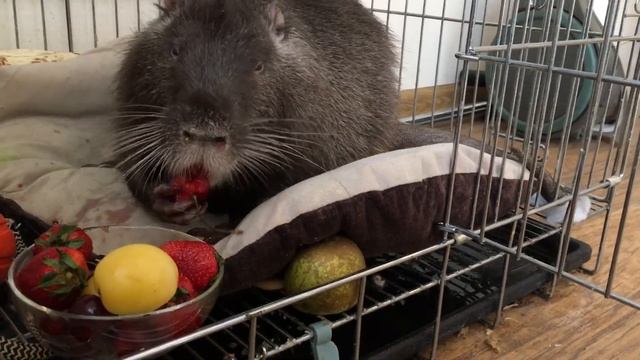Домашняя нутрия, которой повезло!!! Живет как царь, кушает клубничку))) смотреть онлайн