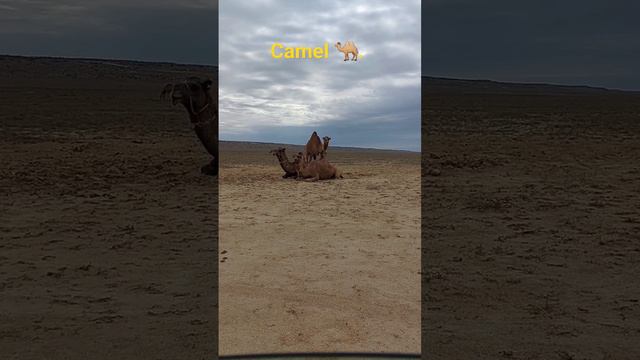 Camel 🐫. У верблюда два горба потому что жизнь борьба . смотреть онлайн