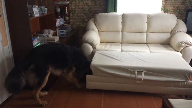 Развивающие игры для собак. Команда "искать". Brain games for dogs. Find it смотреть онлайн