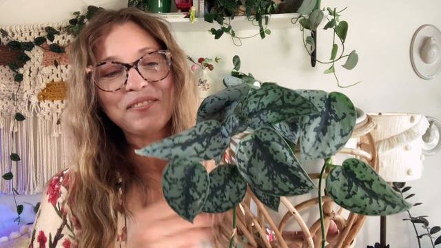 My Scindapsus Collection | Silver Hero, Silver Lady, Silver Splash Houseplants And More!