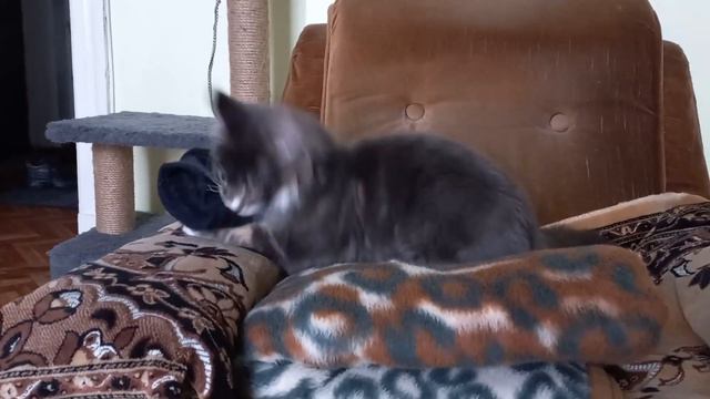 Мейн Кун - Цап #8 смотреть онлайн