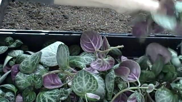How To Propagate Make Cuttings & Plant Plectranthus Emerald Lace Houseplant