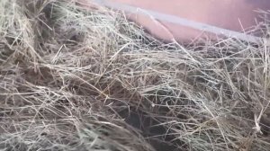 Строим овчарню: обзор и обустройство