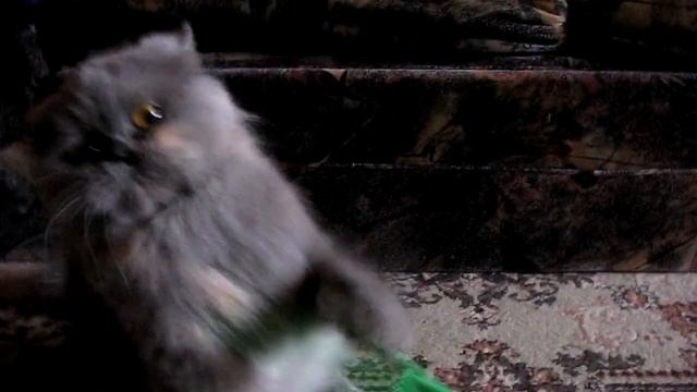 Прически, расчески... Лиза (2008) смотреть онлайн