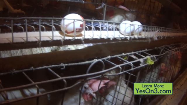 Daniel Bryan says “Yes! Yes! Yes!” to MA Question 3 смотреть онлайн