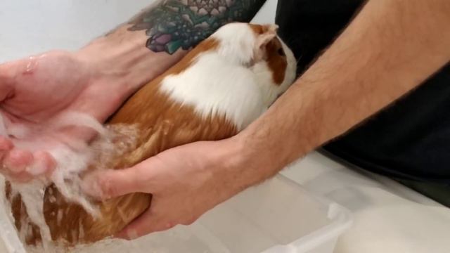 My Guinea Pig Stopped Eating - Update 6 смотреть онлайн