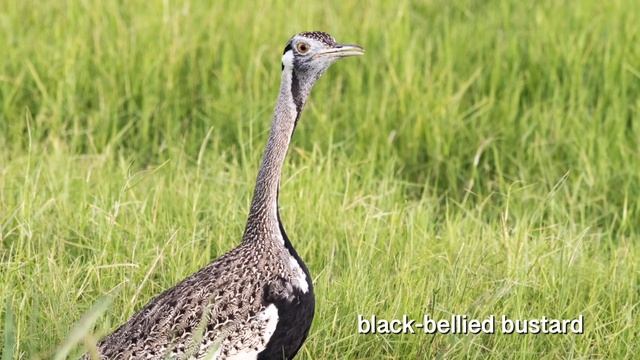 Amboseli NP 2020: Safari In Kenya At Kilimanjaro