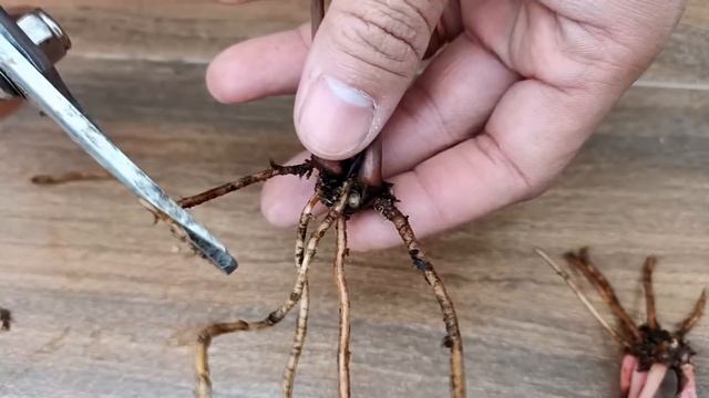 New ideas plant propagation Calathea flowers, purifying air very well, preventing allergies смотреть онлайн