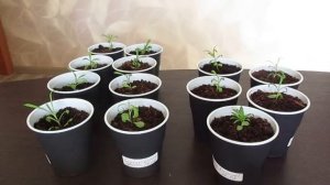 Обязательно прищипываем рассаду гвоздики.25.03.2020