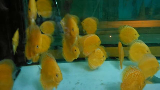 Golden Leopard Albinos смотреть онлайн