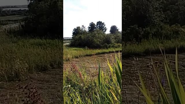 ☘️Покос травы (сена) ТРИММЕРОМ!!! ? смотреть онлайн