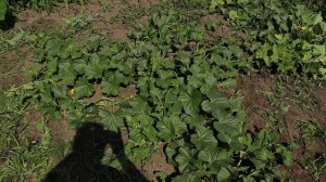 Выращиваем дыни в открытом грунте - Кировская область