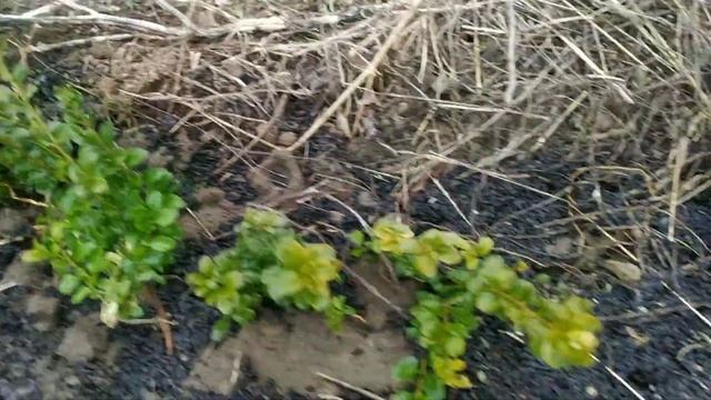 Самшит.?Живая изгородь.?Посадка. Ждем весны.? смотреть онлайн