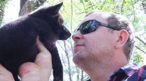 Шипперке : самая маленькая овчарка в мире. Все о породе от А до Я