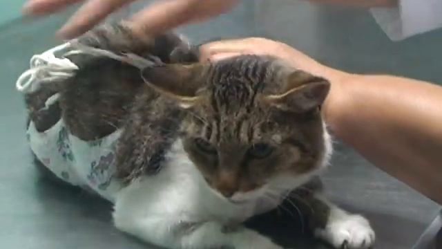 Ветеринарная служба. смотреть онлайн