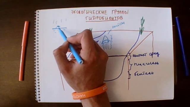 Экологические группы обитетелей водоема смотреть онлайн
