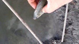 Харабали р.Ахтуба (база емеляфиш).