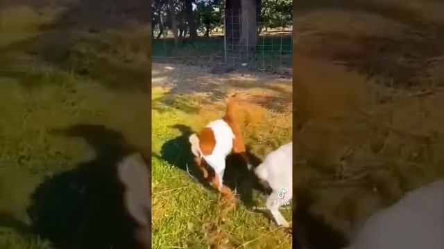 Подборка смешных животных из тик тока!Забавные и милые #short смотреть онлайн