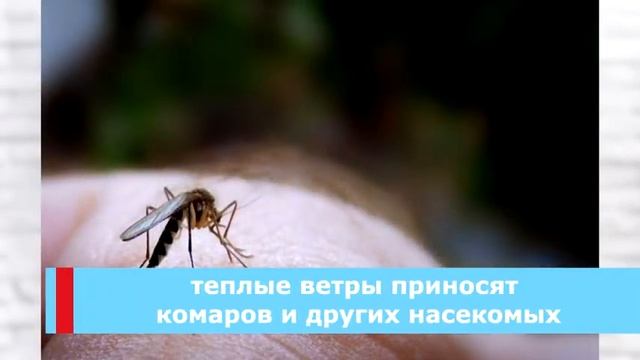 НАРОДНЫЕ ПРИМЕТЫ НА 26 МАЯ – ДЕНЬ ЛУКЕРЬИ КОМАРНИЦЫ смотреть онлайн