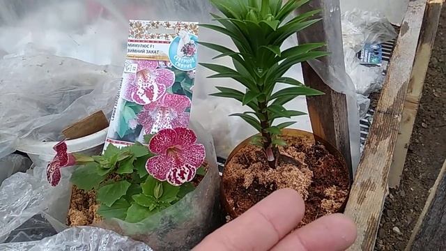 27 апреля теплица в теплице 4 смотреть онлайн