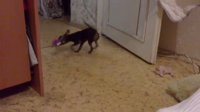 Фиона собако смотреть онлайн