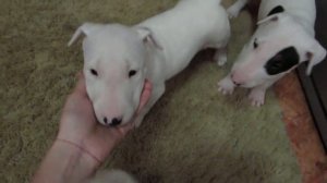 щенки бультерьера