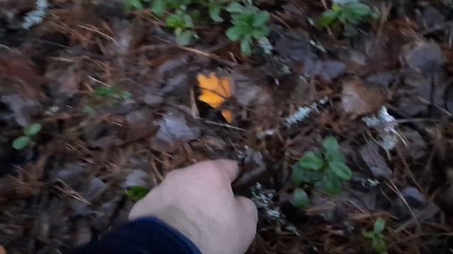 Такого я еще не видел. Собираю грибы в конце ноября. смотреть онлайн