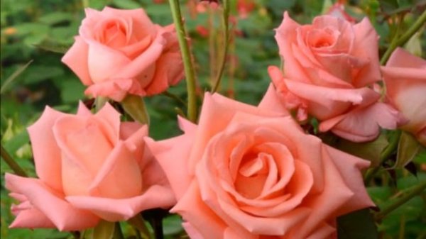 САМЫЕ КРАСИВЫЕ И УСТОЙЧИВЫЕ ЧАЙНО - ГИБРИДНЫЕ РОЗЫ