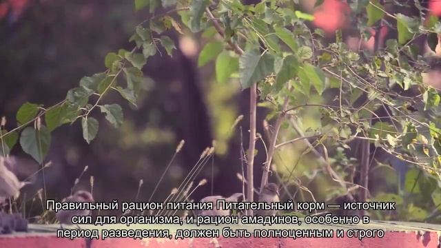 Разведение амадинов