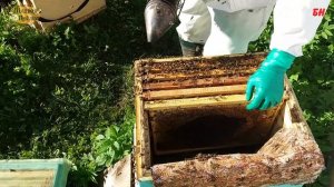 формирование отводков, налет на матку, подсадка маток