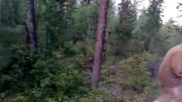 Поспела  ягода голубика.