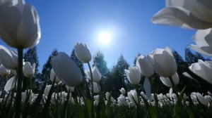 Футаж Тюльпаны. Футаж скачать бесплатно