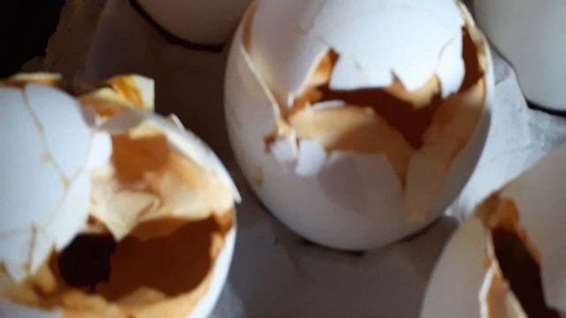 Суточные гусята породы Линда. смотреть онлайн