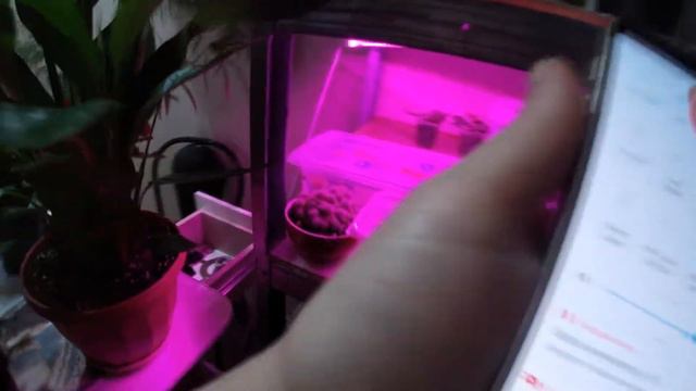 Обзор моих черенков петунии смотреть онлайн