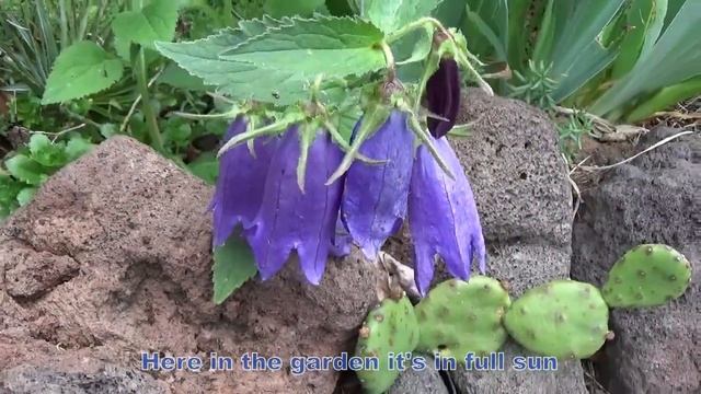 Campanula 'Sarastro' смотреть онлайн