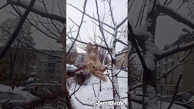 петля Корбут. смотреть онлайн