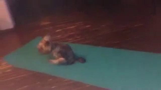 Прикол | Посмотрите это ржака а не собака смотреть онлайн
