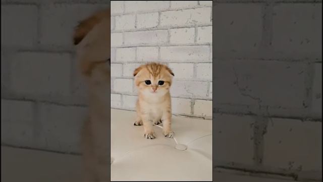 НАСТОЯЩИЙ МУЖИК🤣🤣🤣 МОЖНО УМИРЕТЬ ОТ СМЕХА/Самое Время Посмеяться смотреть онлайн