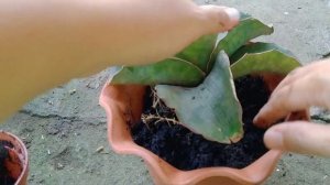 Repotting Dragon Wings Sansevieria