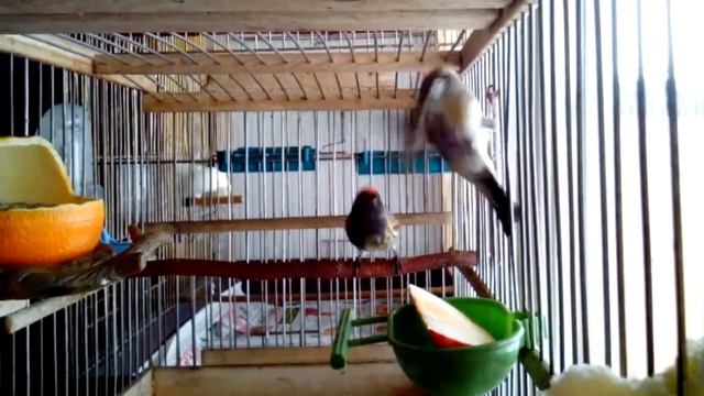 Красношапочный Корольковый Королевский вьюрок Gold-fronted Serin Red-fronted Serin goldfinch смотреть онлайн