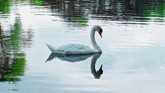 Discover Fascinating Animal Facts A Jam Packed Compilation of Random Info смотреть онлайн