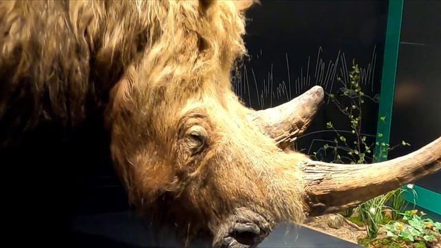 Sighting Santa in Mainz, Germany & Natural History Museum смотреть онлайн