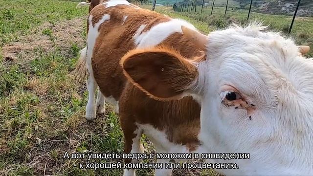 К чему снится ведро с водой? Толкование сна и его значение по сонникам Ванги и Фрейда смотреть онлайн