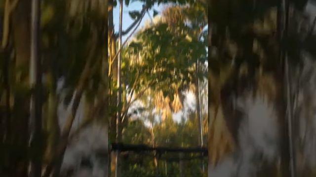 African Tulip Tree 45 Gallon for Sale in Homestead, Florida смотреть онлайн