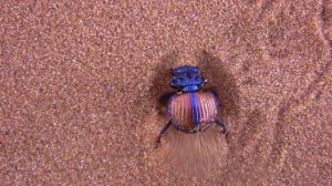 СОННИК - К чему видеть во сне ЖУКОВ?