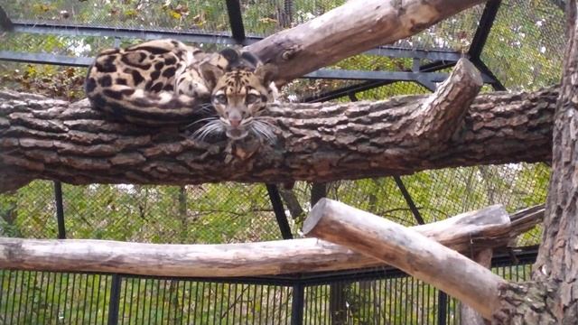 Дымчатый леопард (кошечка) Яви жалуется смотреть онлайн