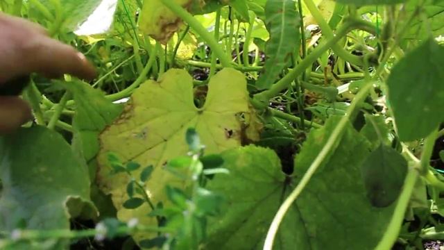 огурцы сорт КУРАЖ выращивание огурцов смотреть онлайн