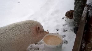 Вьетнамские свиньи// Содержание зимой// Наши свиньи зимуют так//